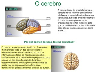 O cerebro
A parte exterior do encéfalo forma o
cerebro no cal reside o pensamento
intelixente e o control motor dos actos
voluntarios. En cada área da superficie
do cerebro se atopan neuronas
encargadas de certas funcións, polo
que un dano causado sobre unha zona
pode alterar funcións concretas como
a fala....
O cerebro a súa vez está dividido en 2 metades
(hemisferios) cada un dos cales controla o
movemento da metade contrario do corpo. A
información de todas as neuronas do cerebro
conflúe nunha zona relativamente pequena,o corpo
caloso, un dos dous hemisferio durante o
desenvolvemento tomará prioridade nas vías de
saída, por iso según que hemisferio sexa
dominante as persoas seremos diestras ou zurdas.
Por qué existen persoas destras ou zurdas?
 