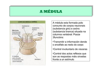 A MÉDULAA MÉDULA
A médula esta formada polo
conxunto de corpos neuronais
(substancia gris) e axóns
(substancia branca) situada na
columna vertebral: Posúe
3funcións:
•Transmitir a información dende
o encéfalo ao resto do corpo
•Control involuntario de visceras
•Control dos actos reflexos que
son as respostas máis sinxelas
fronte a un estímulo
 