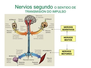 Nervios segundo O SENTIDO DE
TRANSMISIÓN DO IMPULSO
NERVIOS
SENSITIVOS
NERVIOS
MOTORES
NERVIOS
MIXTOS
 