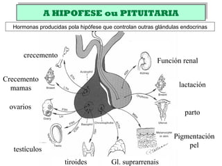 A HIPOFESE ou PITUITARIAA HIPOFESE ou PITUITARIA
crecemento
Gl. suprarrenais
Pigmentación
pel
parto
lactación
Función renal
ovarios
testículos
tiroides
Crecemento
mamas
Hormonas producidas pola hipófese que controlan outras glándulas endocrinas
 