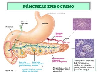 PÁNCREAS ENDOCRINOPÁNCREAS ENDOCRINO
Encargado da produción
de 2 hormonas: a
insulina e o glicagón
que regulan os niveis de
glicosa no sangue
 
