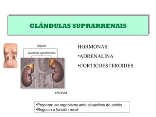 GLÁNDULAS SUPRARRENAISGLÁNDULAS SUPRARRENAIS
HORMONAS:
•ADRENALINA
•CORTICOESTEROIDES
•Preparan ao organismo ante situacións de estrés
•Regulan a función renal
 