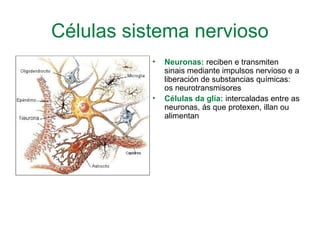 Células sistema nervioso
• Neuronas: reciben e transmiten
sinais mediante impulsos nervioso e a
liberación de substancias químicas:
os neurotransmisores
• Células da glía: intercaladas entre as
neuronas, ás que protexen, illan ou
alimentan
 