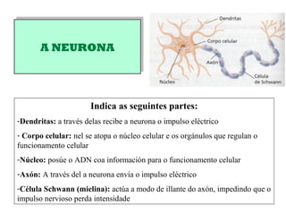 A NEURONAA NEURONA
Indica as seguintes partes:
-Dendritas: a través delas recibe a neurona o impulso eléctrico
- Corpo celular: nel se atopa o núcleo celular e os orgánulos que regulan o
funcionamento celular
-Núcleo: posúe o ADN coa información para o funcionamento celular
-Axón: A través del a neurona envía o impulso eléctrico
-Célula Schwann (mielina): actúa a modo de illante do axón, impedindo que o
impulso nervioso perda intensidade
 