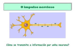 O impulso nerviosoO impulso nervioso
Cómo se transmite a información por unha neurona?
 