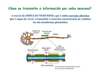 Cómo se transmite a información por unha neurona?
A través do IMPULSO NERVIOSO, que é unha corrente eléctrica
que é capaz de xerar e transmitir a neurona consecuencia de cambios
na súa membrana plasmática
 