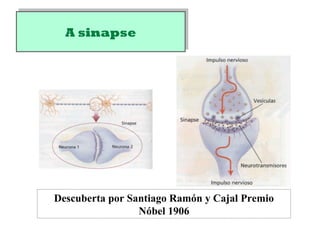 A sinapseA sinapse
Descuberta por Santiago Ramón y Cajal Premio
Nóbel 1906
 
