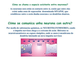 Cómo se chama o espacio existente entre neuronas?
Cómo se comunica unha neurona con outra?
As neuronas non están en contacto entre si, senón que entre elas
existe unha zona de separación denominada SINAPSE, que
establécese entre o axón dunha neurona e as dendritas doutras.
Por medio de substancias químicas, os NEUROTRANSMISORES, cando
o impulso nervioso chega a o extremo do axón libéranse os
neurotransmisores ao espazo sináptico, onde se unen á membrana da
dendrita iniciando un novo impulso nervioso
 