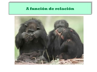 A función de relaciónA función de relación
 