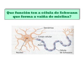 Que función ten a célula de Schwann
que forma a vaiña de mielina?
Que función ten a célula de Schwann
que forma a vaiña de mielina?
 
