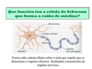 Que función ten a célula de Schwann
que forma a vaiña de mielina?
Que función ten a célula de Schwann
que forma a vaiña de mielina?
Forma unha cuberta illante sobre o axón que impide que se
distorsione o impulso eléctrico facilitando a transmisión do
impulso nervioso.
 