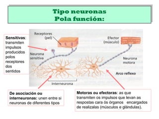 Tipo neuronas
Pola función:
Tipo neuronas
Pola función:
Motoras ou efectoras: as que
transmiten os impulsos que levan as
respostas cara ós órganos encargados
de realizalas (músculos e glándulas).
De asociación ou
interneuronas: unen entre si
neuronas de diferentes tipos
Sensitivas:
transmiten
impulsos
producidos
polos
receptores
dos
sentidos
 