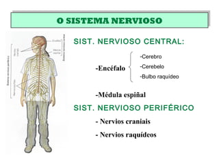 SIST. NERVIOSO CENTRAL:
-Encéfalo
-Médula espiñal
SIST. NERVIOSO PERIFÉRICO
- Nervios craniais
- Nervios raquídeos
O SISTEMA NERVIOSOO SISTEMA NERVIOSO
-Cerebro
-Cerebelo
-Bulbo raquídeo
 