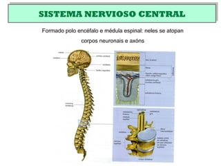 SISTEMA NERVIOSO CENTRALSISTEMA NERVIOSO CENTRAL
Formado polo encéfalo e médula espinal: neles se atopan
corpos neuronais e axóns
 