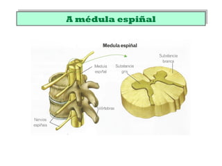 A médula espiñalA médula espiñal
 