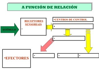 A FUNCIÓN DE RELACIÓNA FUNCIÓN DE RELACIÓN
ESTÍMULO
RECEPTORES
SENSORIAIS
•
•CENTROS DE CONTROL
•
•
•EFECTORES
•• •
 