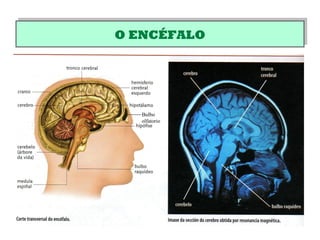 O ENCÉFALOO ENCÉFALO
Bulbo
olfatorio
 