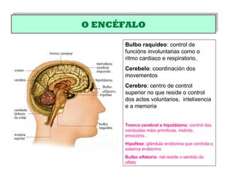 O ENCÉFALOO ENCÉFALO
Bulbo
olfatorio
Bulbo raquídeo: control de
funcións involuntarias como o
ritmo cardiaco e respiratorio.
Cerebelo: coordinación dos
movementos
Cerebro: centro de control
superior no que reside o control
dos actos voluntarios, intelixencia
e a memoria
Tronco cerebral e hipotálamo: control das
conductas máis primitivas, instinto,
emocións...
Hipofese: glándula endócrina que controla o
sistema endócrino
Bulbo olfatorio: nel reside o sentido do
olfato
 