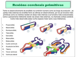 Rexións cerebrais primitivasRexións cerebrais primitivas
1. Prosencéfalo
2. Mesencéfalo
3. Romboencéfalo
4. Telencéfalo
5. Diencéfalo
6. Metencéfalo
7. Mielencéfalo
8. Cuarto ventrículo
9. Acueducto de Silvio
10. Tálamo
11. Tercer ventrículo
12. Ventrículo lateral
Tanto no desenvolvemento do encéfalo nun embrión humano como ao longo da evolución , as
partes máis externas do encéfalo foron as últimas en desenvolverse, por iso as funcións máis
primitivas como os instintos residen en áreas máis internas e as funcións máis evolucionadas
como o pensamento intelixente reside nas áreas máis externas, na chamada corteza cerebral.
Canto máis desenvolta estea nunha especie maior será a súa intelixencia.
 