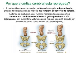 Por que a cortiza cerebral está repregada?
• A parte máis externa do cerebro está constituída pola substancia gris,
encargada da realización da maioría das funcións superiores do cerebro.
• Ao longo da evolución o ser humano repregando a súa superficie
aumentou a cantidade de substancia gris e polo tanto a súa
intelixencia, sen aumentar o volume craneal (xa que este está limitado por
diversos factores, como o canal do parto da pelve)
 