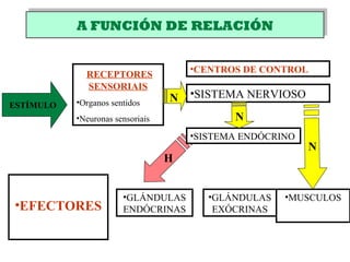 A FUNCIÓN DE RELACIÓNA FUNCIÓN DE RELACIÓN
ESTÍMULO
RECEPTORES
SENSORIAIS
•Organos sentidos
•Neuronas sensoriais
•CENTROS DE CONTROL
•SISTEMA ENDÓCRINO
•SISTEMA NERVIOSO
•EFECTORES
N
•MUSCULOS•GLÁNDULAS
ENDÓCRINAS
•GLÁNDULAS
EXÓCRINAS
H
N
N
 