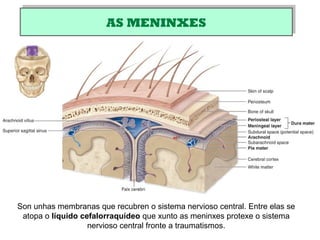 AS MENINXESAS MENINXES
Son unhas membranas que recubren o sistema nervioso central. Entre elas se
atopa o líquido cefalorraquídeo que xunto as meninxes protexe o sistema
nervioso central fronte a traumatismos.
 