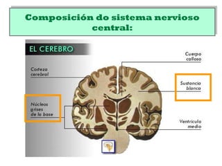 Composición do sistema nervioso
central:
Composición do sistema nervioso
central:
 