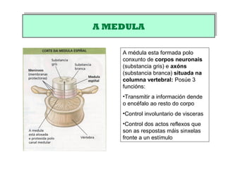 A MEDULAA MEDULA
A médula esta formada polo
conxunto de corpos neuronais
(substancia gris) e axóns
(substancia branca) situada na
columna vertebral: Posúe 3
funcións:
•Transmitir a información dende
o encéfalo ao resto do corpo
•Control involuntario de visceras
•Control dos actos reflexos que
son as respostas máis sinxelas
fronte a un estímulo
 