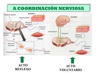 A COORDINACIÓN NERVIOSAA COORDINACIÓN NERVIOSA
ACTO
REFLEXO
ACTO
VOLUNTARIO
 