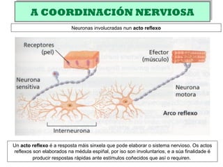 A COORDINACIÓN NERVIOSAA COORDINACIÓN NERVIOSA
Un acto reflexo é a resposta máis sinxela que pode elaborar o sistema nervioso. Os actos
reflexos son elaborados na médula espiñal, por iso son involuntarios, e a súa finalidade é
producir respostas rápidas ante estímulos coñecidos que así o requiren.
Neuronas involucradas nun acto reflexo
 