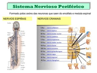 Sistema Nervioso PeriféricoSistema Nervioso Periférico
Formado polos axóns das neuronas que saen do encéfalo e medula espinal
NERVIOS CRANIAISNERVIOS ESPIÑAIS
 