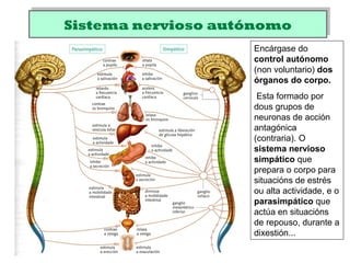 Sistema nervioso autónomoSistema nervioso autónomo
Encárgase do
control autónomo
(non voluntario) dos
órganos do corpo.
Esta formado por
dous grupos de
neuronas de acción
antagónica
(contraria). O
sistema nervioso
simpático que
prepara o corpo para
situacións de estrés
ou alta actividade, e o
parasimpático que
actúa en situacións
de repouso, durante a
dixestión...
 