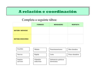 A relación e coordinaciónA relación e coordinación
Encéfalo Médula
Nervios Rápida Pouco duradeira
Glándulas
endocrinas
Neurotransmisores
Impulso
nervioso
Substancias químicas
(hormonas)
Lenta
Mais duradera
FORMADO MENSAXEIRO RESPOSTA
SISTEMA NERVIOSO
SISTEMA ENDOCRINO
Completa a seguinte táboa:
 