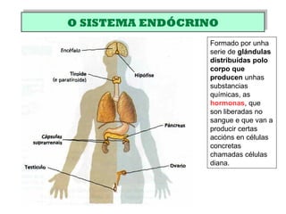 O SISTEMA ENDÓCRINOO SISTEMA ENDÓCRINO
Formado por unha
serie de glándulas
distribuídas polo
corpo que
producen unhas
substancias
químicas, as
hormonas, que
son liberadas no
sangue e que van a
producir certas
accións en células
concretas
chamadas células
diana.
 