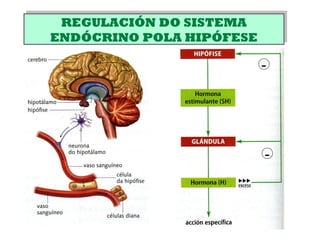 REGULACIÓN DO SISTEMA
ENDÓCRINO POLA HIPÓFESE
REGULACIÓN DO SISTEMA
ENDÓCRINO POLA HIPÓFESE
-
-
 