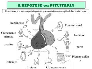 A HIPOFESE ou PITUITARIAA HIPOFESE ou PITUITARIA
crecemento
Gl. suprarrenais
Pigmentación
pel
parto
lactación
Función renal
ovarios
testículos
tiroides
Crecemento
mamas
Hormonas producidas pola hipófese que controlan outras glándulas endocrinas
 