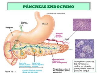 PÁNCREAS ENDOCRINOPÁNCREAS ENDOCRINO
Encargado da produción
de 2 hormonas: a
insulina e o glicagón
que regulan os niveis de
glicosa no sangue
 