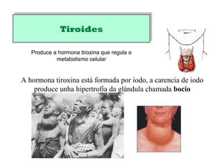 TiroidesTiroides
A hormona tiroxina está formada por iodo, a carencia de iodo
produce unha hipertrofia da glándula chamada bocio
Produce a hormona tiroxina que regula o
metabolismo celular
 