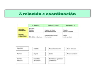 A relación e coordinaciónA relación e coordinación
Encéfalo Médula
Nervios Rápida Pouco duradeira
Glándulas
endocrinas
Neurotransmisores
Impulso
nervioso
Substancias químicas
(hormonas)
Lenta
Máis duradera
FORMADO MENSAXEIRO RESPOSTA
SISTEMA
NERVIOSO
Encéfalo
Médula
Nervios
Impulso nervioso
Neurotransmisores
Rápida
Pouco duradeira
SISTEMA
ENDOCRINO
Glándulas endocrinas
Substancias químicas
(hormonas)
Lenta
máis duradeira
 