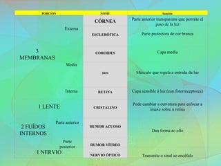 PORCIÓN NOME función
3
MEMBRANAS
Externa
CÓRNEA Parte anterior transparente que permite el
paso de la luz
ESCLERÓTICA Parte protectora de cor branca
Media
COROIDES Capa media
IRIS Músculo que regula a entrada da luz
Interna RETINA Capa sensible á luz (con fotorreceptores)
1 LENTE CRISTALINO
Pode cambiar a curvatura para enfocar a
imaxe sobre a retina
2 FUÍDOS
INTERNOS
Parte anterior
HUMOR ACUOSO
Dan forma ao ollo
Parte
posterior HUMOR VÍTREO
1 NERVIO NERVIO ÓPTICO Transmite o sinal ao encéfalo
 