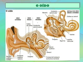 O OÍDOO OÍDO
 