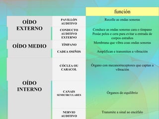 función
OÍDO
EXTERNO
PAVILLÓN
AUDITIVO
Recolle as ondas sonoras
CONDUCTO
AUDITIVO
EXTERNO
Conduce as ondas sonoras cara o tímpano
Posúe pelos e cera para evitar a entrada de
corpos estraños
OÍDO MEDIO TÍMPANO
Membrana que vibra coas ondas sonoras
CADEA OSIÑOS Amplifican e transmiten a vibración
OÍDO
INTERNO
CÓCLEA OU
CARACOL
Órgano con mecanorreceptores que captan a
vibración
CANAIS
SEMICIRCULARES
Órganos do equilibrio
NERVIO
AUDITIVO
Transmite a sinal ao encéfalo
 