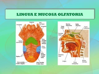 LINGUA E MUCOSA OLFATORIALINGUA E MUCOSA OLFATORIA
 