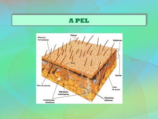 A PELA PEL
 