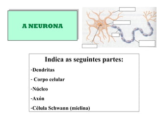 A NEURONAA NEURONA
Indica as seguintes partes:
-Dendritas
- Corpo celular
-Núcleo
-Axón
-Célula Schwann (mielina)
 