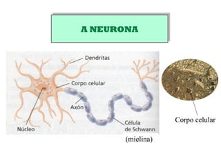 A NEURONAA NEURONA
Corpo celular
(mielina)
 