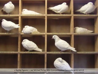 Pigeons
« Racing Pigeons », par Michael Porter, sous licence Creative Commons by-nc-nd 2.0
http://www.flickr.com/photos/libraryman/63499041/ - http://creativecommons.org/licenses/by-nc-nd/2.0/deed.fr
 