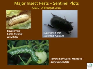 Drought Insect Insecticides for Vegetable Production 2011 | PPTX
