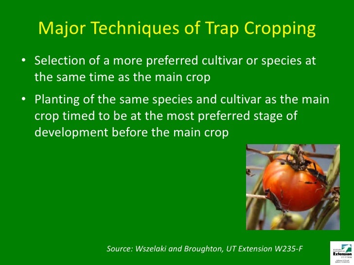 trap crops for insect pest management pests trap