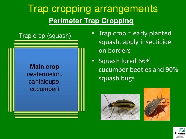 Trap Crops for Insect Pest Management